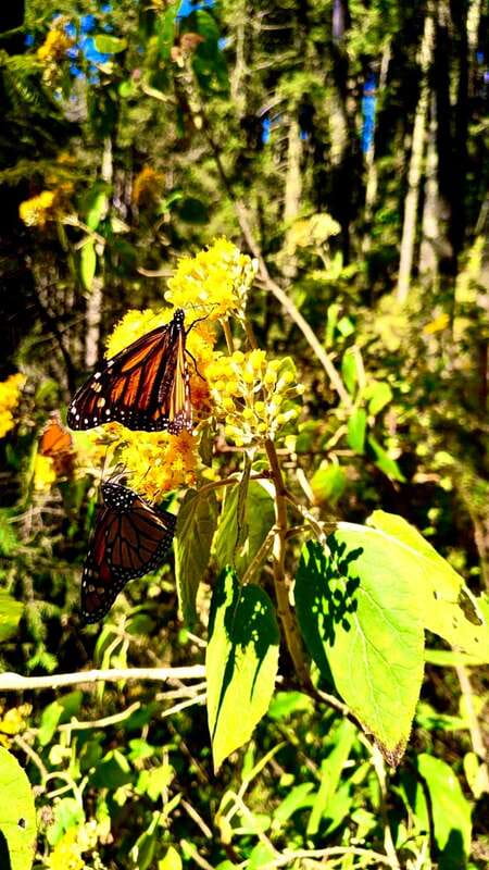 Mexico City: Monarch Butterfly Sanctuary Day Tour - A long day in Michoacán, and why the drive is part of the deal