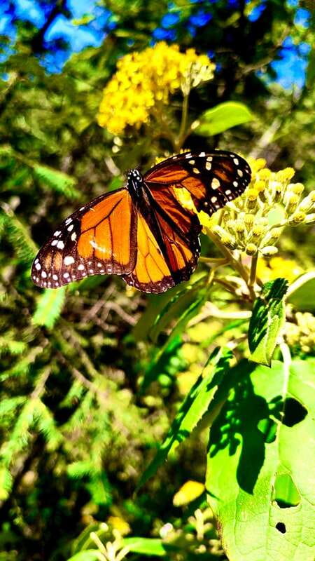 Mexico City: Monarch Butterfly Sanctuary Day Tour - Entering Sierra Chincua: what your 5 hours at the sanctuary feels like