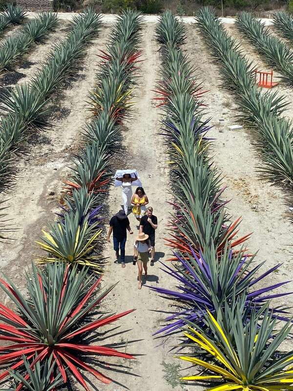 Mezcal Tour Oaxaca - Inside the mezcal process with a five-generation master class