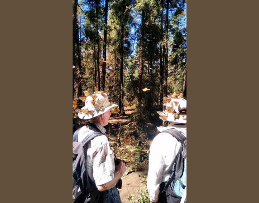 Monarch Butterfly - Meeting in Morelia, then heading east to the butterfly forests