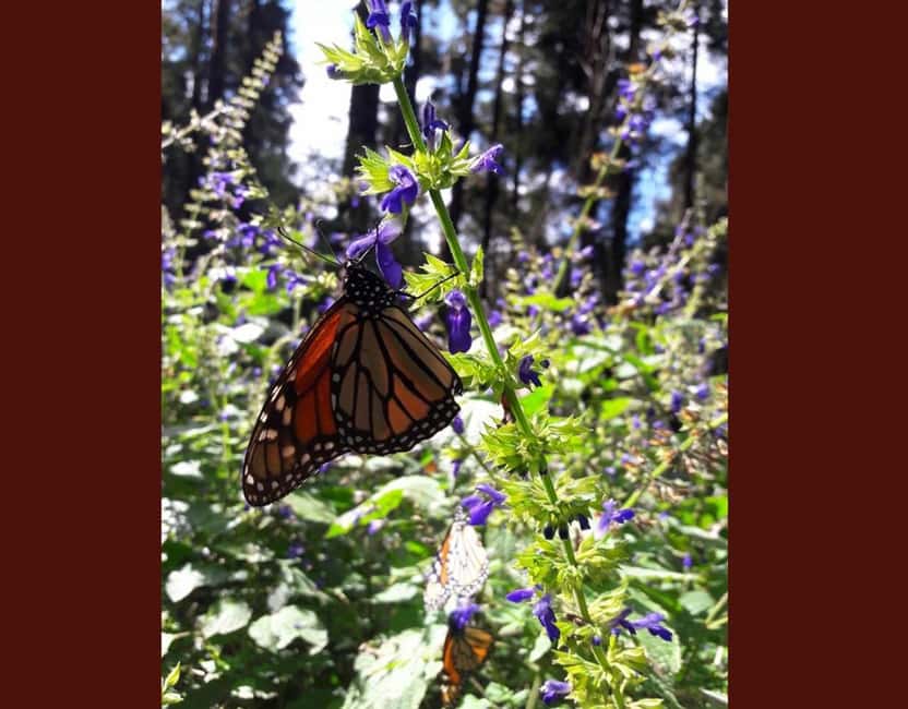 Monarch Butterfly - Food, cash, and the real costs beyond the $116 price
