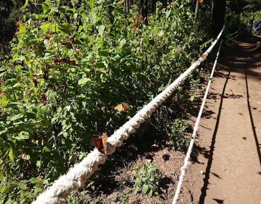Monarch Butterfly - The entrance hike through the oyamel forest, 2 km with about 1 hour each way