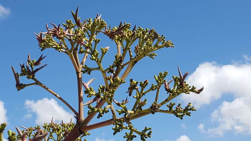 Oaxaca: Mezcal Adventure - The Distillery Tours You Might Visit: Mal de Amor, Espina Dorada, and Mezcal Don Agave