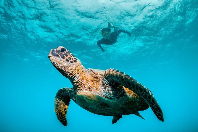 Ocean Eco Adventure with Marine Biologist Guides - Key Highlights You Will Actually Feel on the Water