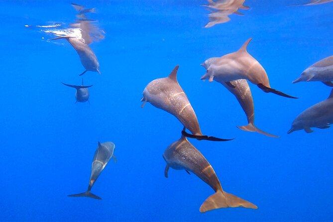 Ocean Eco Adventure with Marine Biologist Guides - Why a Marine Biologist Boat Trip Around Huatulco Feels Different