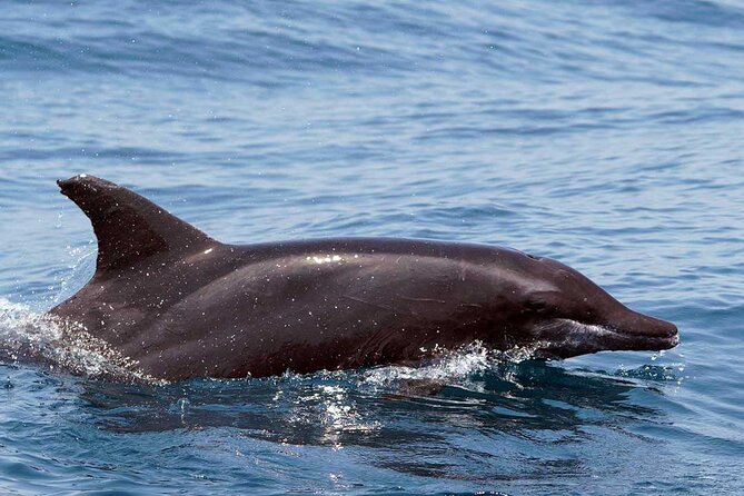 Ocean Eco Adventure with Marine Biologist Guides - Wildlife Chances: Dolphins, Sea Turtles, Manta Rays, and Humpbacks