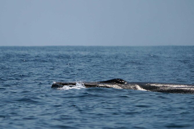 Ocean Eco Adventure with Marine Biologist Guides - Safety and Comfort on a Moving Boat, Especially If You Get Motion Sick