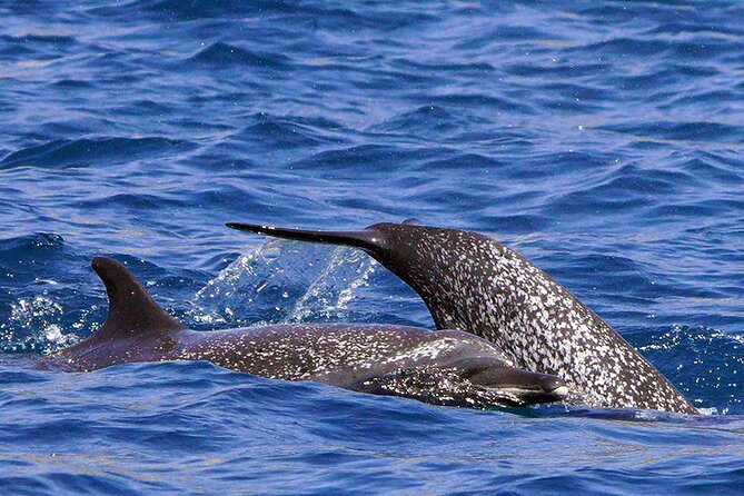 Ocean Eco Adventure with Marine Biologist Guides - Who This Tour Fits Best, Based on the Requirements