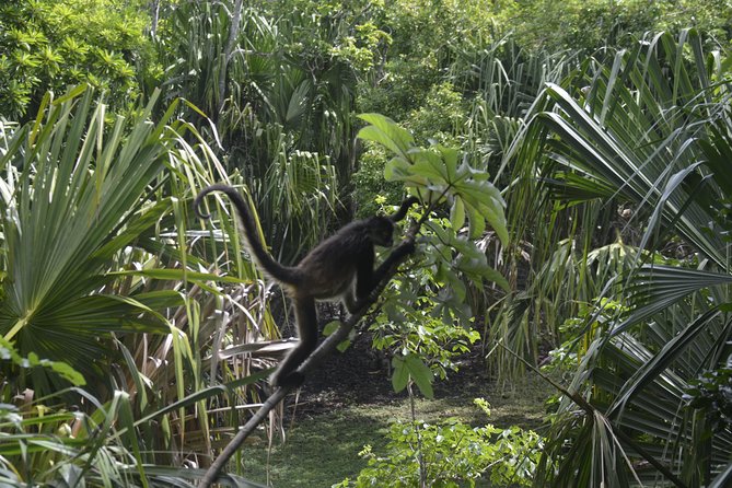 One Day Tour to Chacchoben Mayan City and Bacalar Lagoon with a Certified Guide - Who this tour suits, and who might want a different plan