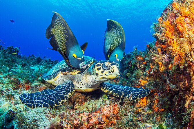 PADI Discover Scuba Diving Program in the Riviera Maya - Key points worth knowing before you go