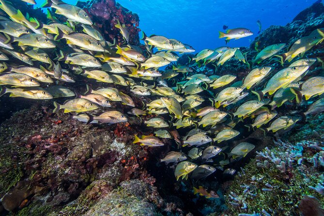 PADI Discover Scuba Diving Program in the Riviera Maya - The pickup game plan: where it works, where it doesn’t, and how to avoid stress