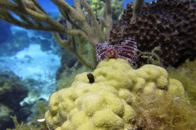 PADI Discover Scuba Diving Program in the Riviera Maya - Who should book this intro scuba program (and who should pause)