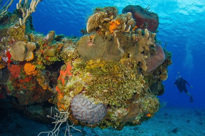 PADI Discover Scuba Diving Program in the Riviera Maya - Should you book? My take for decision-making