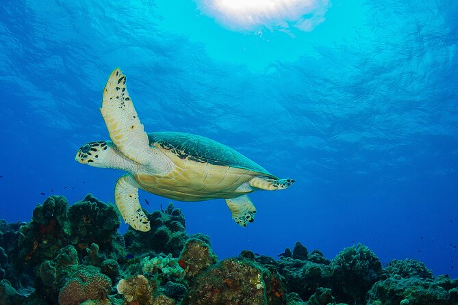 PADI Discover Scuba Diving Program in the Riviera Maya - Gear fitting and safety drills that actually make a difference