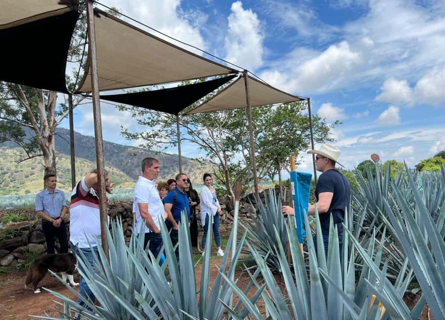 Premium Tequila Route with professional tasting - The big idea: learning 100% agave tequila before you buy