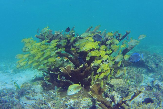 Private Escape: Isla Contoy & Isla Mujeres with Snorkeling - Price and logistics: is $800 per person good value?