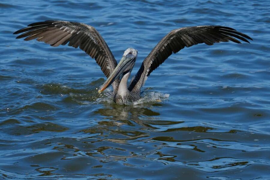 Private Ría Lagartos Boat Tour: Flamingos & Crocodiles - Price and value: what $75 per person is buying