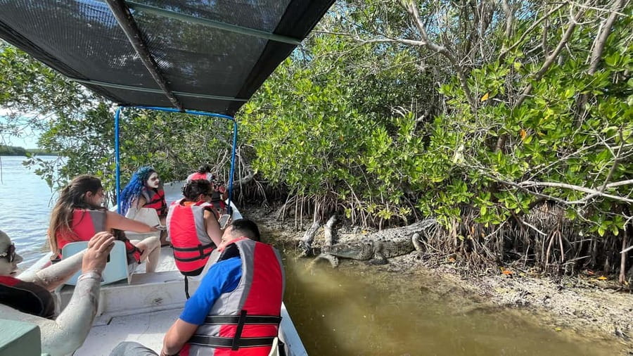 Private Ría Lagartos Boat Tour: Flamingos & Crocodiles - The boat ride: calm waters, mangroves, and about 35 kilometers
