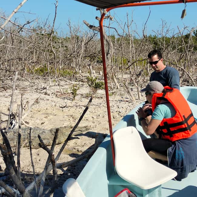 Private Ría Lagartos Boat Tour: Flamingos & Crocodiles - Flamingo feeding areas and the bird spotting that actually helps