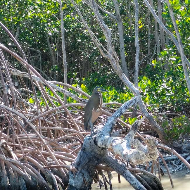 Private Ría Lagartos Boat Tour: Flamingos & Crocodiles - The optional Mayan mud bath with natural white clay