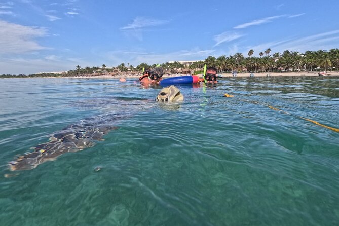 Private Snorkeling with Sea Turtles in Akumal Beach - How the Akumal turtle swim actually works (and why it matters)