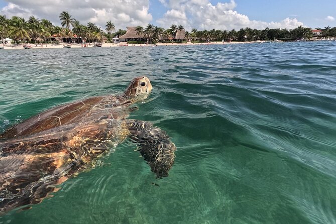 Private Snorkeling with Sea Turtles in Akumal Beach - The one-hour rhythm: swimming circuit, turtle viewing, and marine life