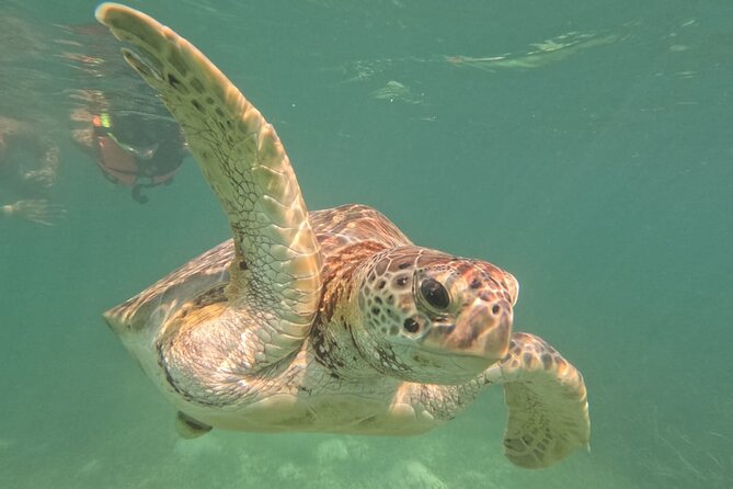 Private Snorkeling with Sea Turtles in Akumal Beach - What you’ll actually see: green turtles up close, plus reef life