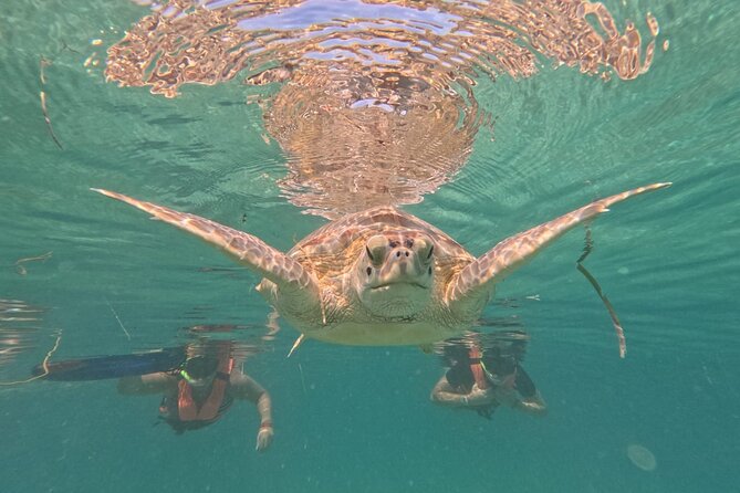 Private Snorkeling with Sea Turtles in Akumal Beach - Darwin and Marlene: why the guides get so much credit