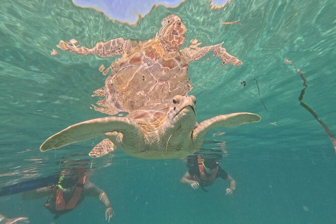 Private Snorkeling with Sea Turtles in Akumal Beach - Price and value at about $65.57 per person