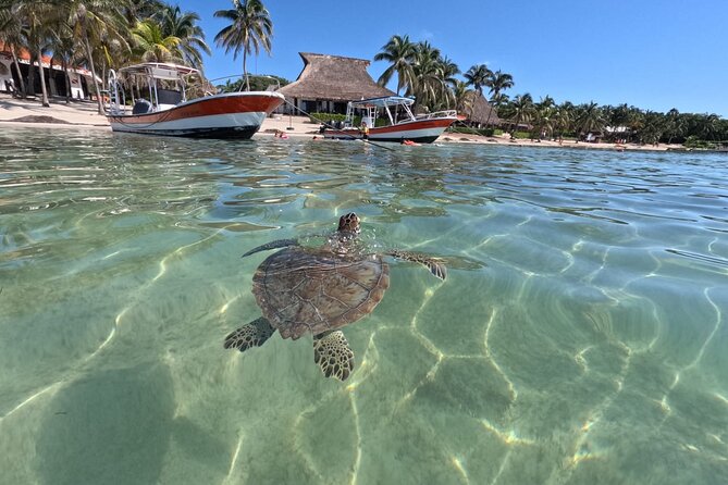 Private Snorkeling with Sea Turtles in Akumal Beach - What to bring, what to skip, and how to stay comfortable