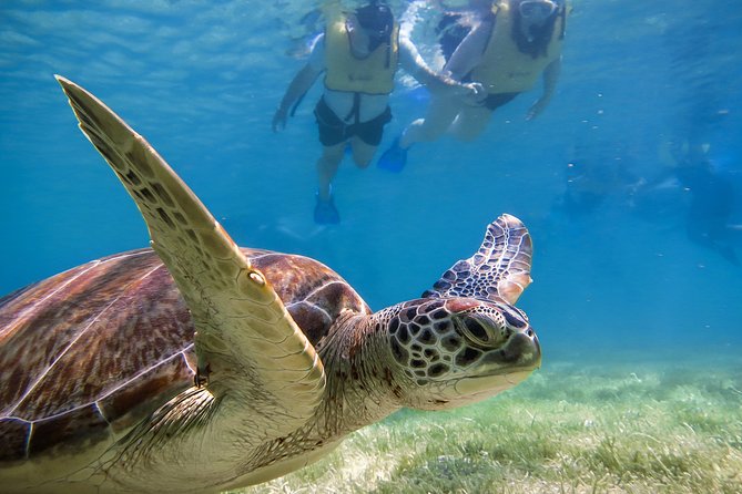 Private Tulum Ruins, Turtles in Akumal and Cenote Adventure - A private 7-hour loop that hits ruins, turtles, and cenotes
