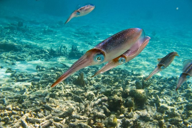 Private Tulum Ruins, Turtles in Akumal and Cenote Adventure - Who this private tour fits best