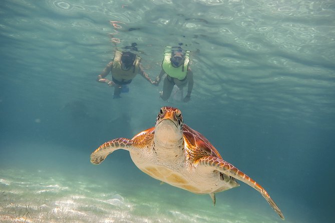 Private Turtles & Cenotes Adventure - Private Turtles & Cenotes: A 5-Hour Plan That Fits Real Schedules