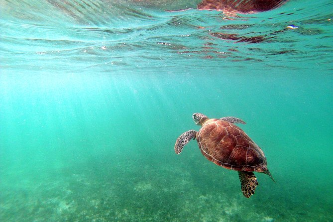 Private Turtles & Cenotes Adventure - Should You Book Private Turtles & Cenotes Adventure?