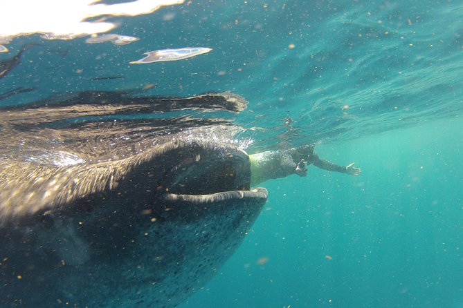 Private Whale Shark All Inclusive Experience - Early Pickup and the Morning Routine That Sets Up Your Chances