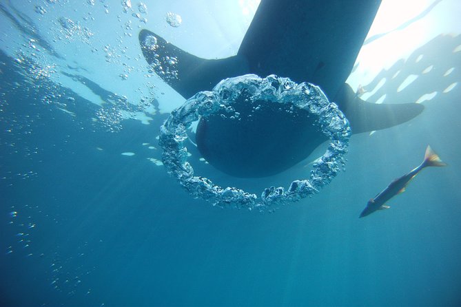 Private Whale Shark All Inclusive Experience - Gear, Packing, and Small Choices That Make the Day Easier