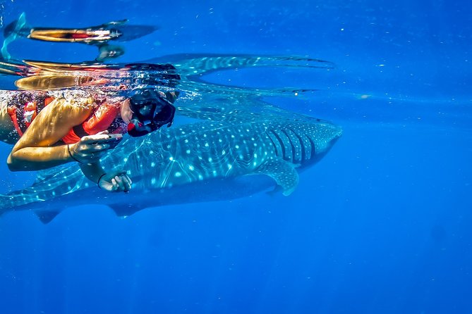 Private Whale Shark All Inclusive Experience - Who Should Book This Private Whale Shark Experience
