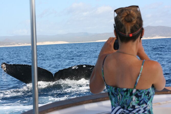 Private Whale Watching in San José del Cabo - Key highlights worth planning for