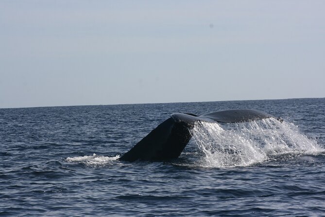 Private Whale Watching in San José del Cabo - San Jose del Cabo Over the San Lucas Marina Scene
