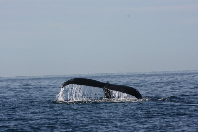 Private Whale Watching in San José del Cabo - The Hydrophone Moment: Hearing Whales Sing Underwater