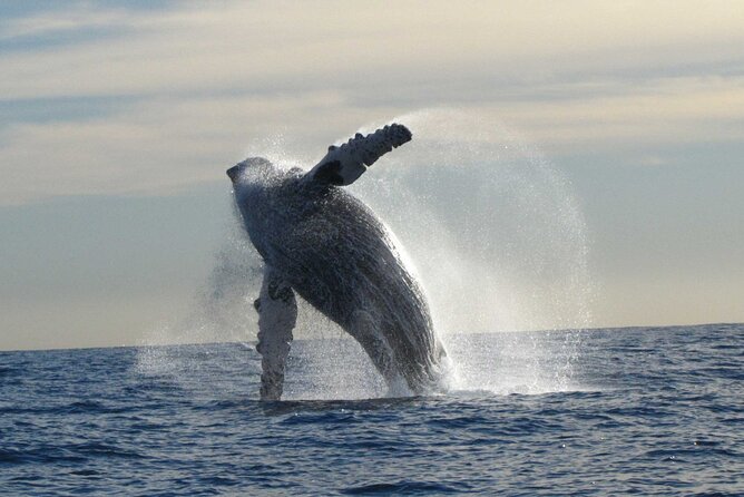 Private Whale Watching in San José del Cabo - Following Humpback Clues Like a Pro (Without Overthinking)