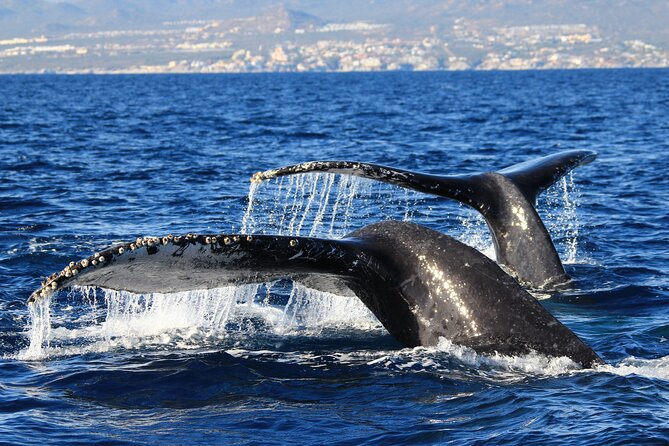 Private Whale Watching in San José del Cabo - Why the Guide and Captain Matter in the Real World