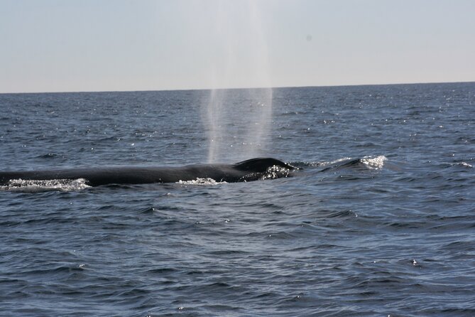 Private Whale Watching in San José del Cabo - Private-Group Value: What $200 Per Person Buys You