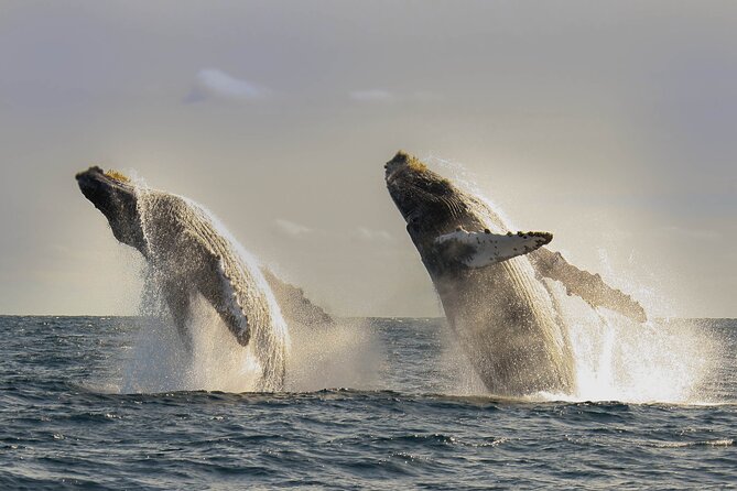 Private Whale Watching in San José del Cabo - What the 2.5-Hour Private Ride Feels Like
