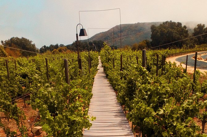 Private Wine Tour at Valle de Guadalupe (A wine tasting included). - Craft Beer Options if You Want a Break from Wine