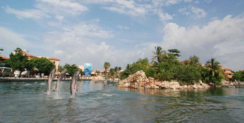 Puerto Aventuras: Dolphin Swim, Sea Lions, Manatees, & Lunch - Manatees for 30 minutes: the calm counterpoint you’ll remember