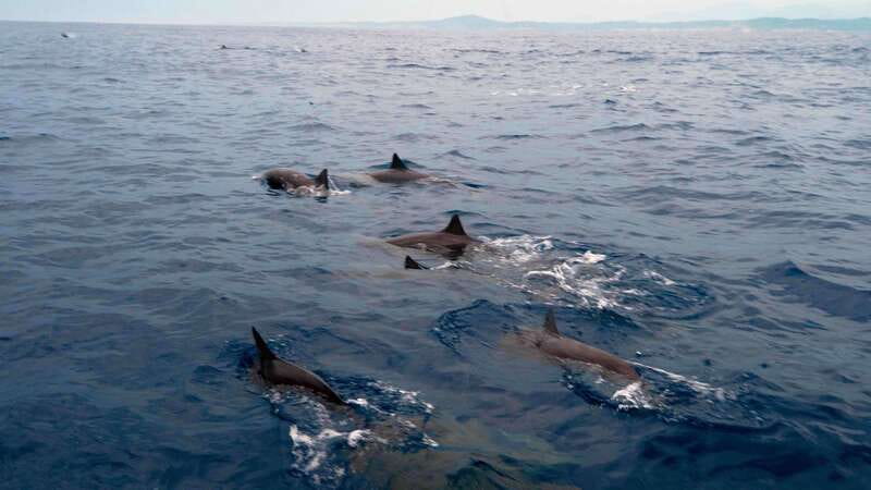Puerto Escondido: Boat Tour among Dolphins and Turtles - Key things to know before you go