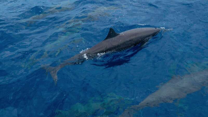 Puerto Escondido: Boat Tour among Dolphins and Turtles - What to bring: your simple packing list for comfort