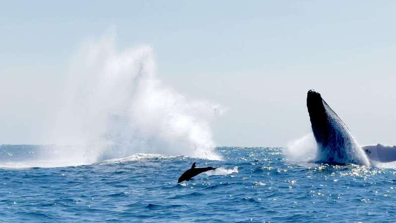 Puerto Escondido: Boat Tour among Dolphins and Turtles - The 3-hour itinerary on the water: what you’ll actually do
