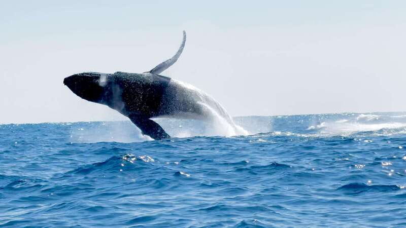 Puerto Escondido: Boat Tour among Dolphins and Turtles - Dolphin action: the moment everyone hopes for